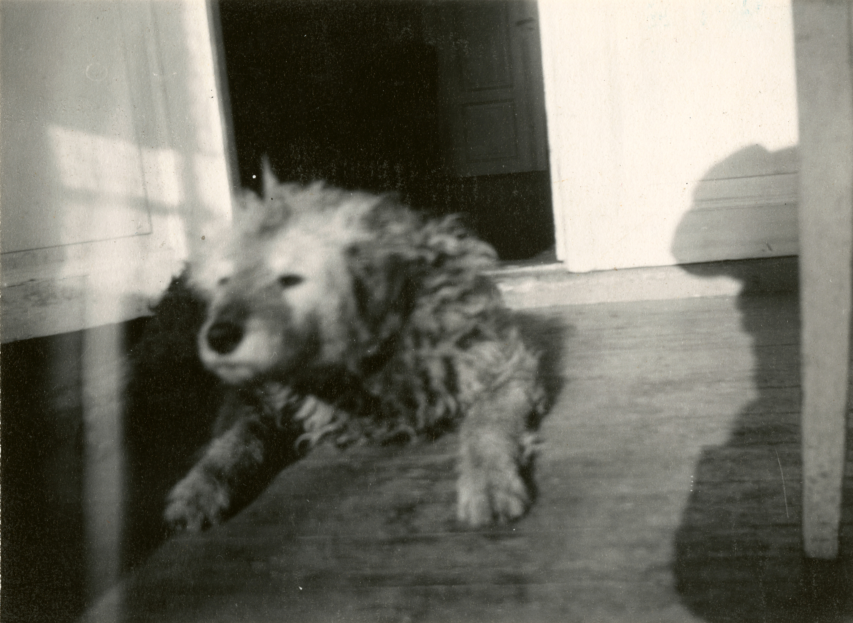 Edvard Munch’s dog, Fips, is lying on the veranda at Ekely. Photograph.