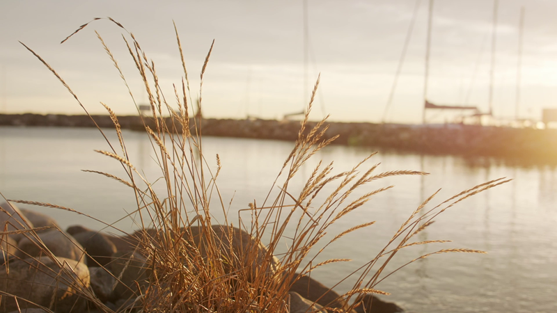 Gule strå i vannkanten i Åsgårdstrand i solnedgang. I bakgrunnen ser vi en steinmolo og seilbåtmaster.