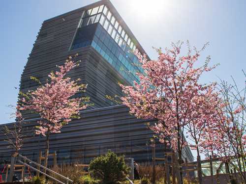 The MUNCH building seen from the outside in bright sunshine. The photograph is taken from a low, frog’s-eye perspective on the north side of the building. In the foreground, a stone staircase leads upward, and two cherry trees are in full bloom. Photograph.
